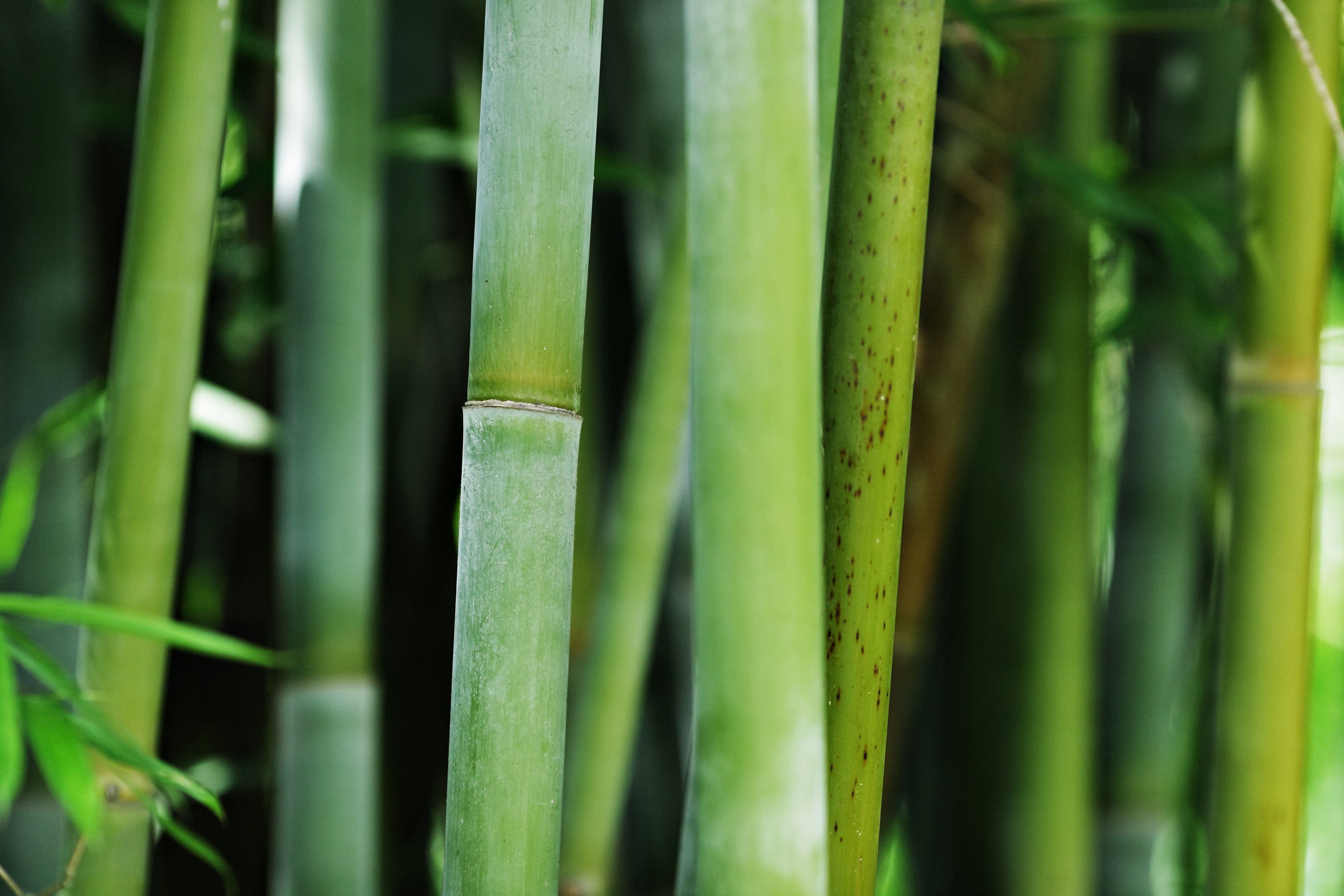 Bambus, ein nachhaltiges Naturprodukt